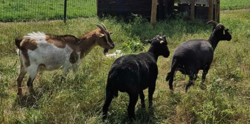 Chèvre et moutons de la cueillette